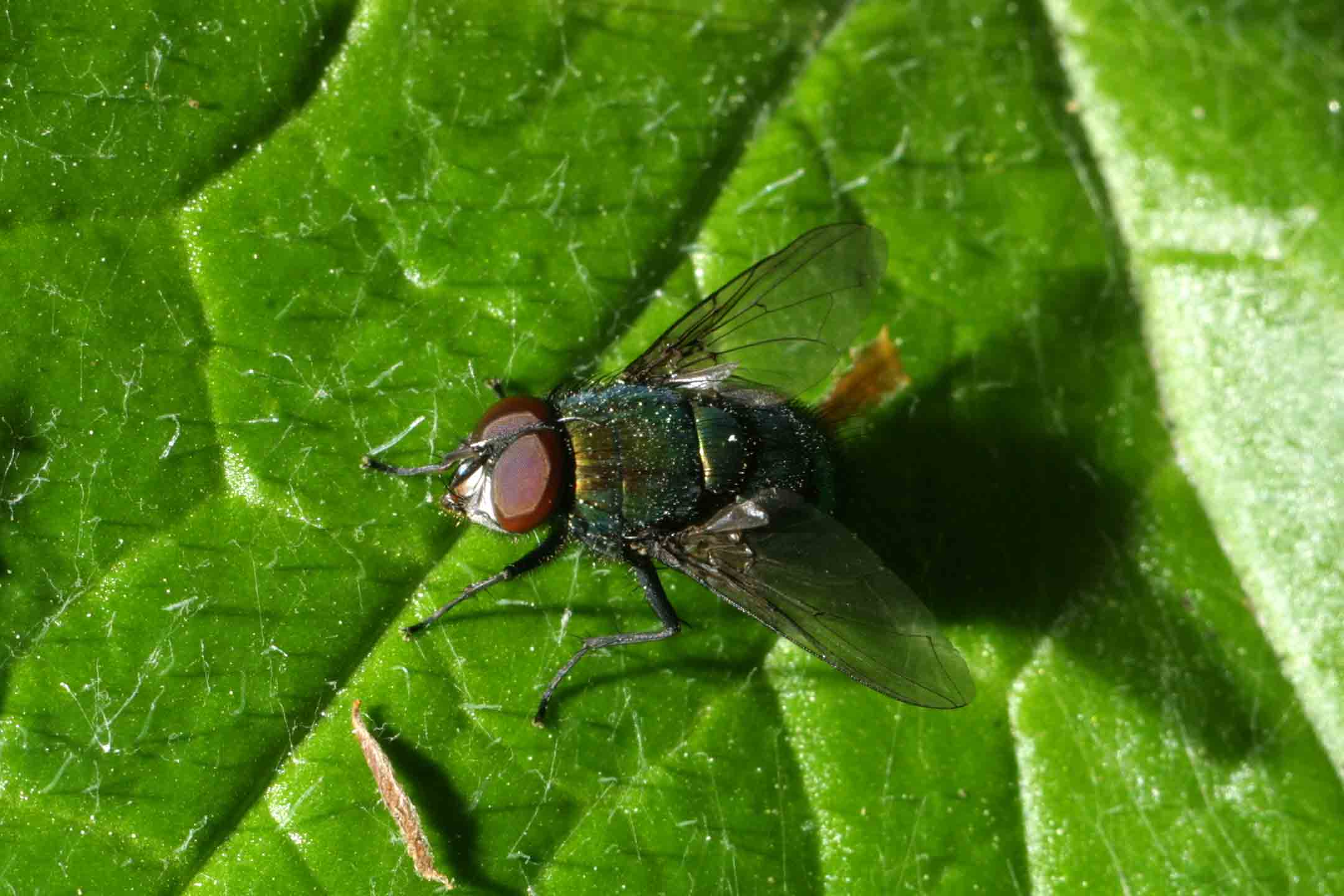 Lucilia sp.